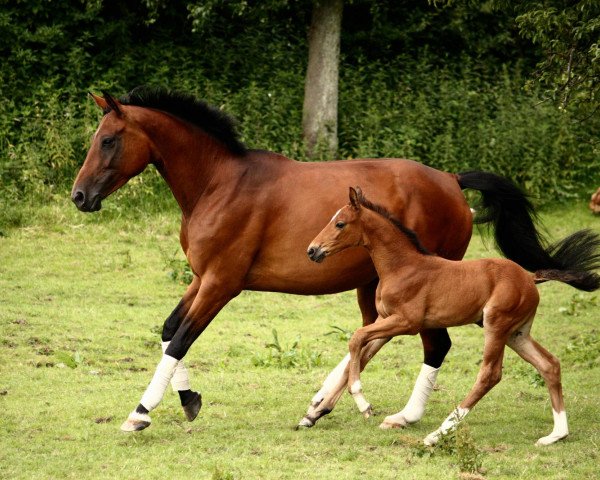 broodmare Carisma per se (Hanoverian, 2002, from Contendro I)