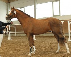 stallion Eiluns Modjo (German Riding Pony, 2019, from Kastanienhof Manhattan)