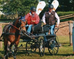 dressage horse Filou (German Riding Pony, 2003, from Astral)