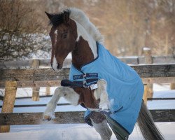 Springpferd Nonstop von der Mühle (Deutsches Reitpony, 2011, von Night-Cup)