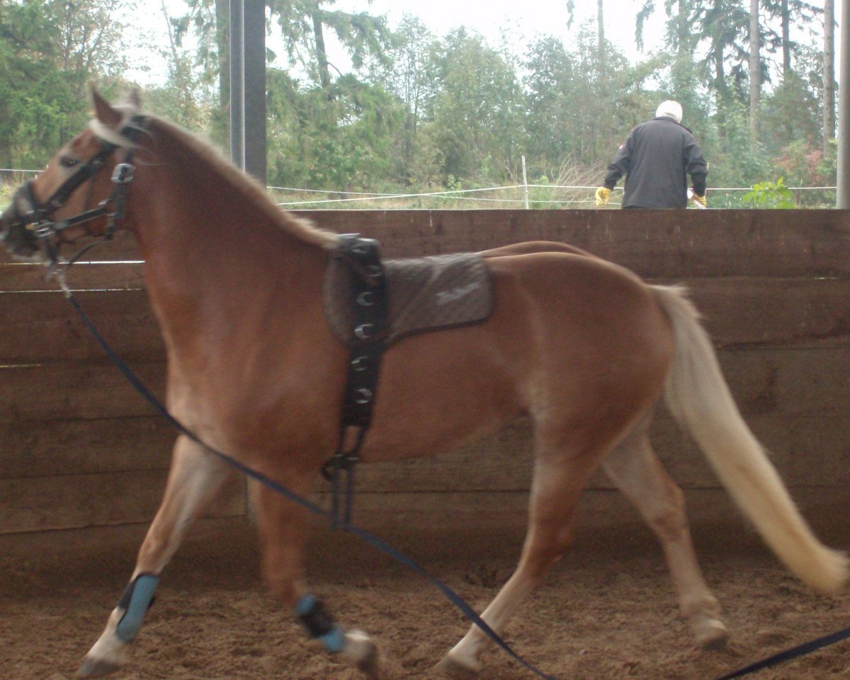 dressage horse Nissaja (7,81% ox) (Edelbluthaflinger, 2009, from Nevio)