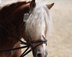 Zuchtstute Hoffnung (Haflinger, 1996, von Hofbube)