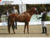 dressage horse Tabasco mo (German Riding Pony, 2008, from Tobruk EAO)