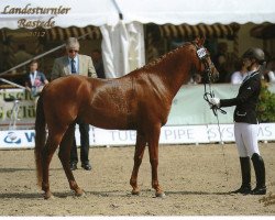 dressage horse Tabasco mo (German Riding Pony, 2008, from Tobruk EAO)