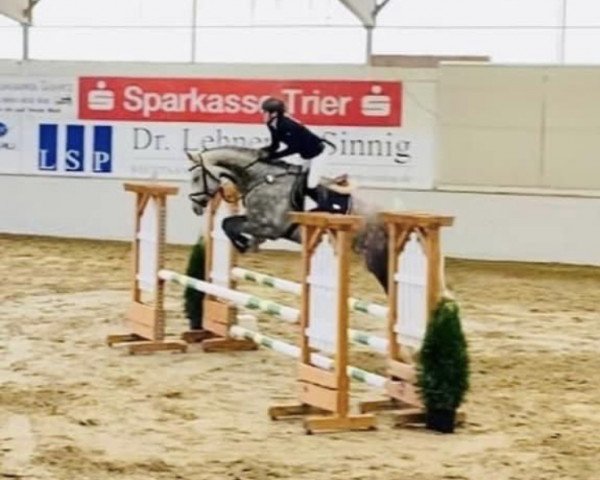 jumper Cassidy B 3 (German Sport Horse, 2017, from Corrinaro)