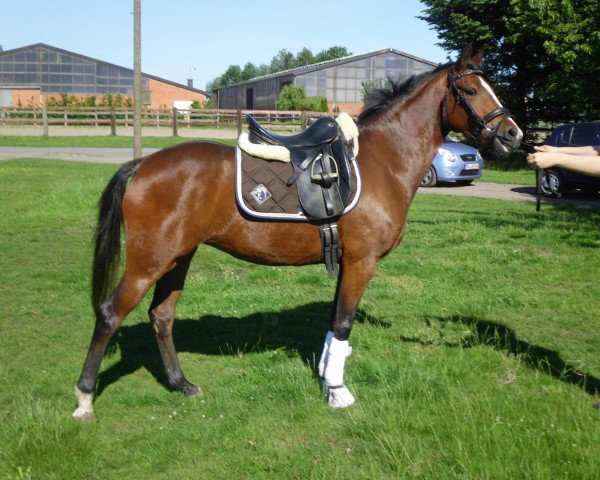 broodmare Cayla (German Riding Pony, 2009, from FS Cracker Jack)