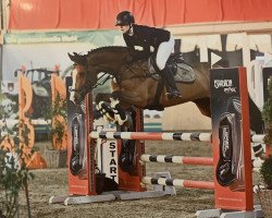 jumper Beauty Beat (Danish Warmblood, 2011, from Heartbeat)