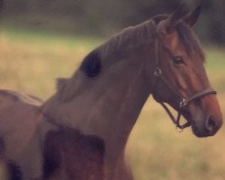 dressage horse Diamond Shine S (Westphalian, 2013, from Diamond Hit)