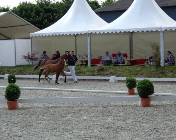 dressage horse Hengst von FS Daddy Cool (German Riding Pony, 2013, from FS Daddy Cool)