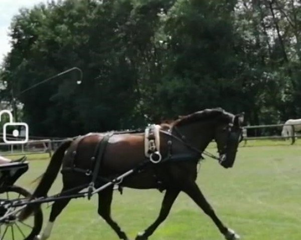 Zuchtstute Elisa 122 (Sächs.-Thür. Schweres Warmbl., 2015, von Elbgraf)