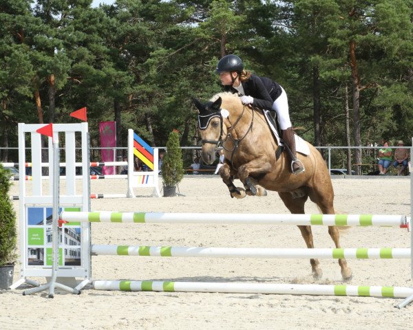 dressage horse Sternbergs Legally Blonde (Connemara Pony, 2014, from Arda's Murphy)