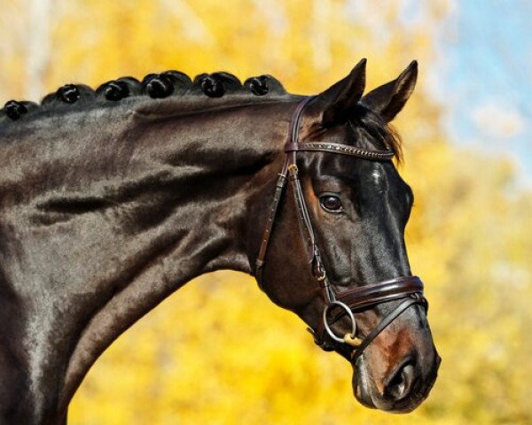 dressage horse Jágó (Oldenburg, 2015, from Fürstenball)