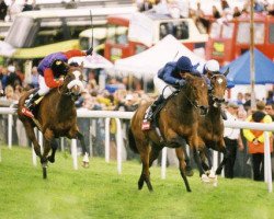 broodmare Imagine xx (Thoroughbred, 1998, from Sadler's Wells xx)