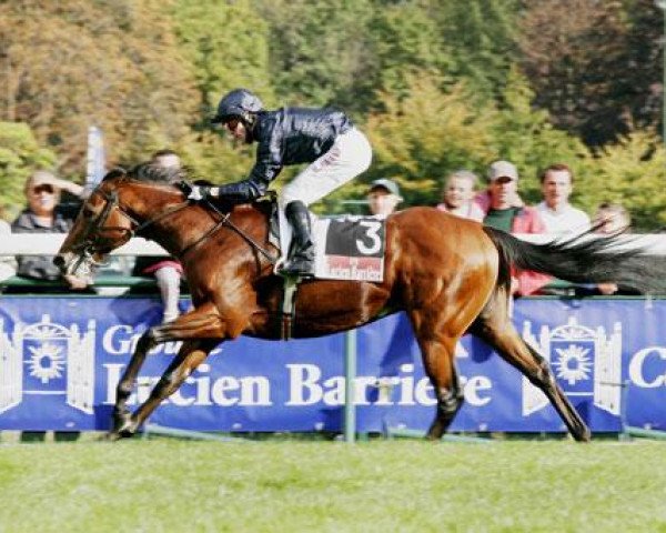 horse Horatio Nelson xx (Thoroughbred, 2003, from Danehill xx)