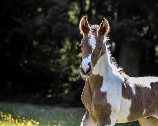 dressage horse Gene of Insterrose RW (German noble blood horse, 2020, from Ghost of Manitu RW)