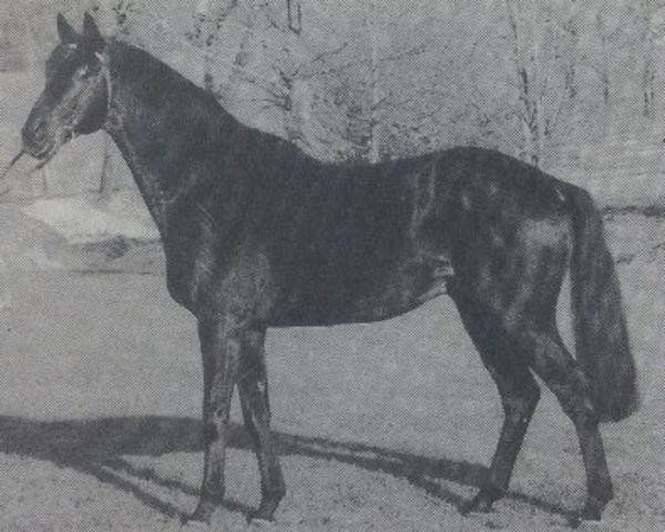 stallion König Pallasch xx (Thoroughbred, 1980, from Pallasch xx)