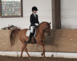 dressage horse Dondelo (German Riding Pony, 2003, from Donchester)