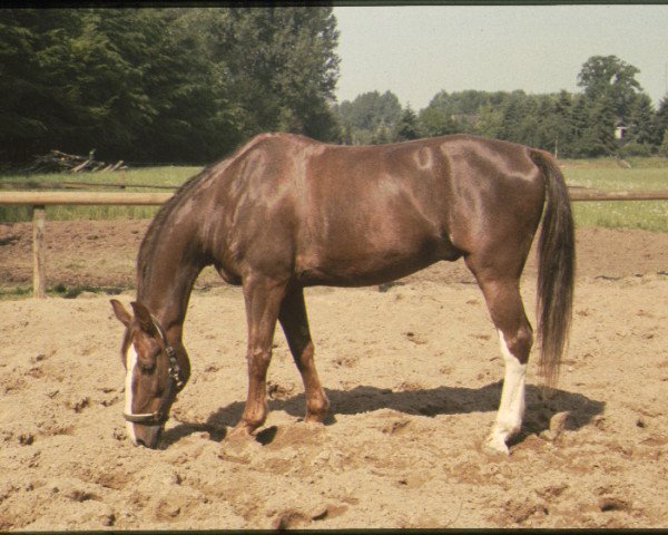 jumper Pascal (KWPN (Royal Dutch Sporthorse), 1974, from Landjonker)