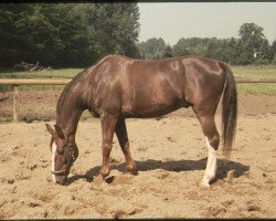 Springpferd Pascal (KWPN (Niederländisches Warmblut), 1974, von Landjonker)