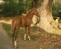 Pferd Wizard of Oz (Westfale, 1990, von Winner)