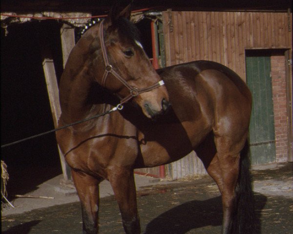 horse Grimmelshausen (Westphalian, 1983, from Granat)