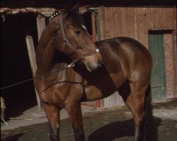 Pferd Grimmelshausen (Westfale, 1983, von Granat)