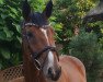 jumper Balou-Boy (Oldenburg show jumper, 2005, from Balou du Rouet)