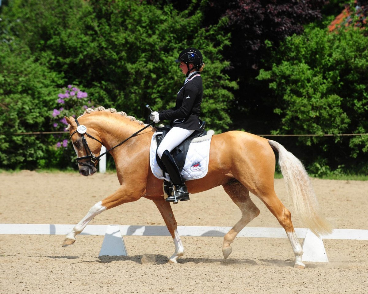 Dressurpferd Cartier de Deluxe (Deutsches Reitpony, 2009, von Casino Royale K WE)