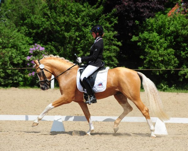 dressage horse Cartier Deluxe (German Riding Pony, 2009, from Casino Royale K WE)