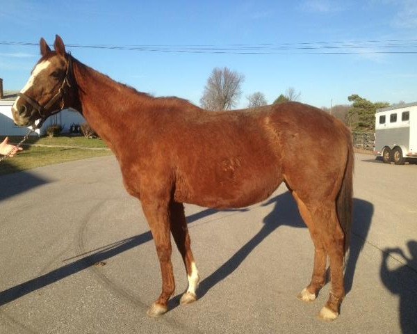 broodmare Runawayskye xx (Thoroughbred, 2000, from Fruition xx)