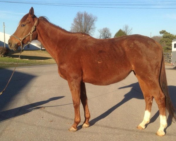 broodmare Buff N Tuff xx (Thoroughbred, 2003, from Seacliff xx)