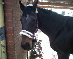 broodmare Scarlett (Hanoverian,  , from Sandro)