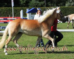 broodmare Ariane (4,69% ox) (Edelbluthaflinger, 2007, from Arnheim (3,125% ox))