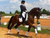 dressage horse White Rubin (Hanoverian, 2004, from White Star)