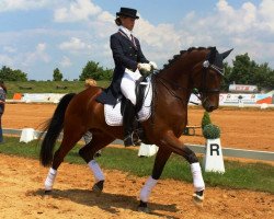 dressage horse White Rubin (Hanoverian, 2004, from White Star)