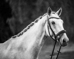 horse Paris (Great Poland (wielkopolska), 2014, from Lew)