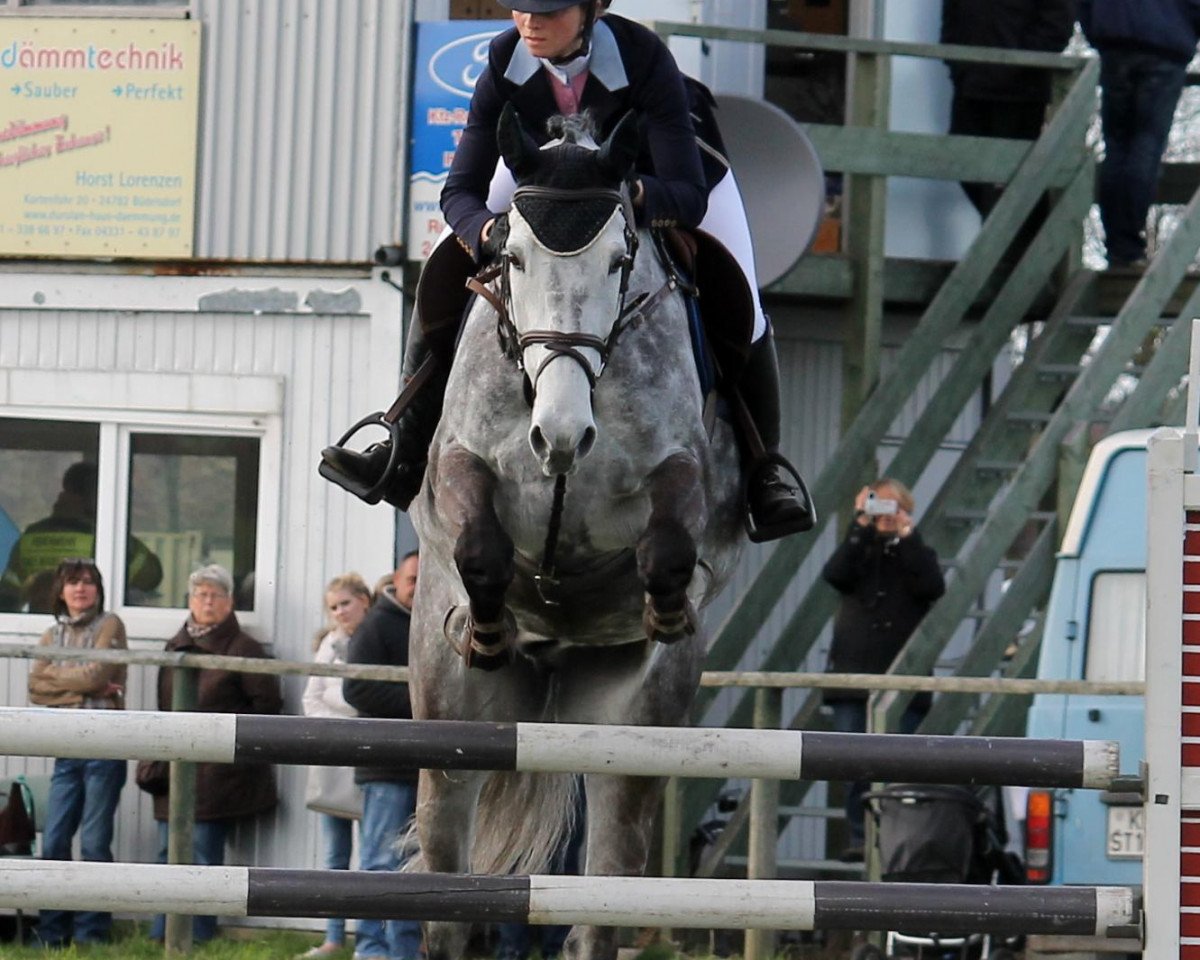jumper Casimir 127 (German Warmblood, 2006, from Cyper Space)