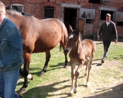 Springpferd Carl (Hannoveraner, 2006, von Cancoon)