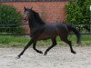 broodmare Creation Best Of (Westphalian, 2011, from Captain Fire)