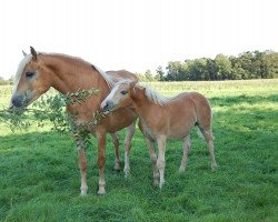 Pferd Nanni (2,34% ox) (Edelbluthaflinger, 2007, von Napoleon (1,57% ox))