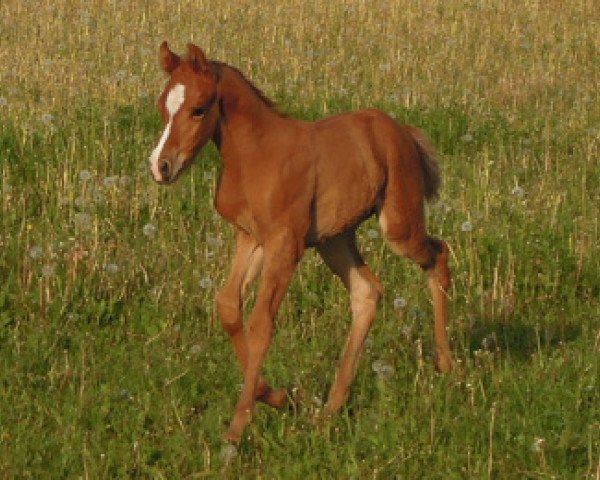 Springpferd RM Moments like this (Deutsches Reitpony, 2013, von Steendieks Mr. Mo)