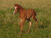 Springpferd RM Moments like this (Deutsches Reitpony, 2013, von Steendieks Mr. Mo)