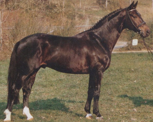 stallion Playboy (Hanoverian, 1981, from Pik Bube I)