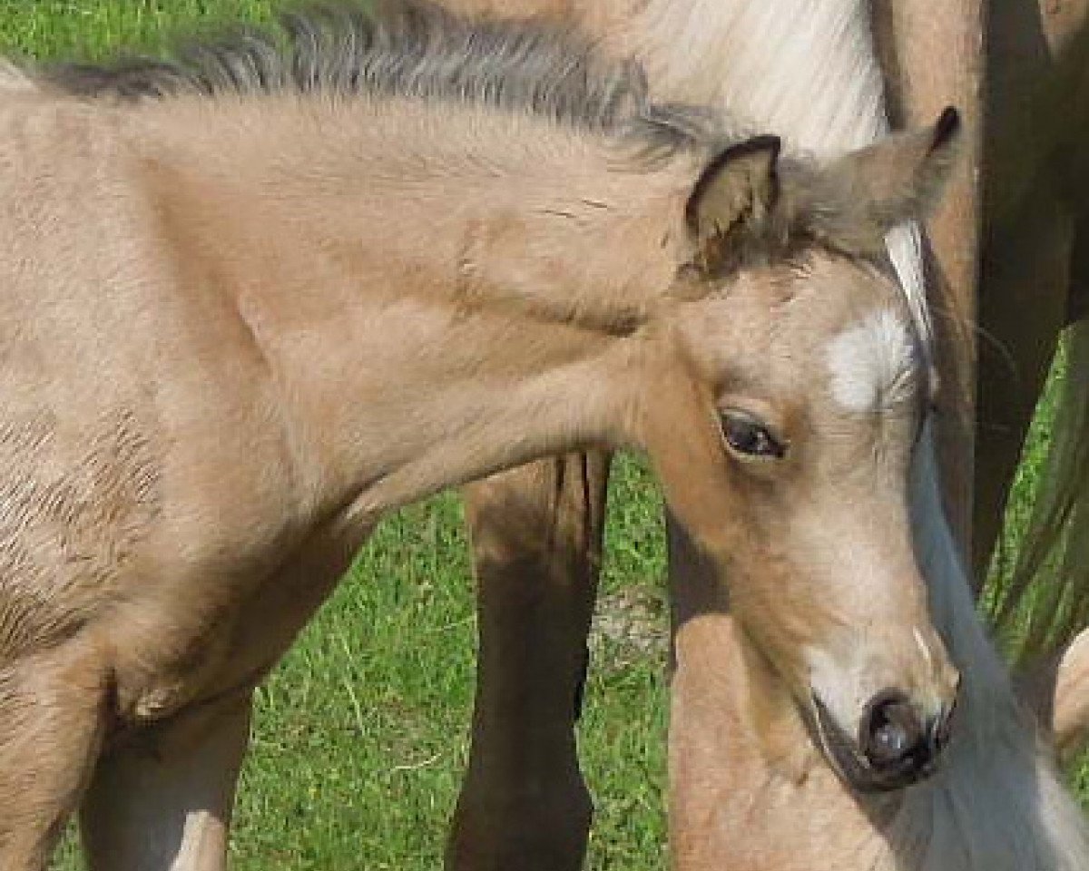 Pferd RM Visual Effect (Deutsches Reitpony, 2013, von RM V-Power)