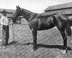 broodmare Cap and Bells xx (Thoroughbred, 1958, from Tom Fool xx)