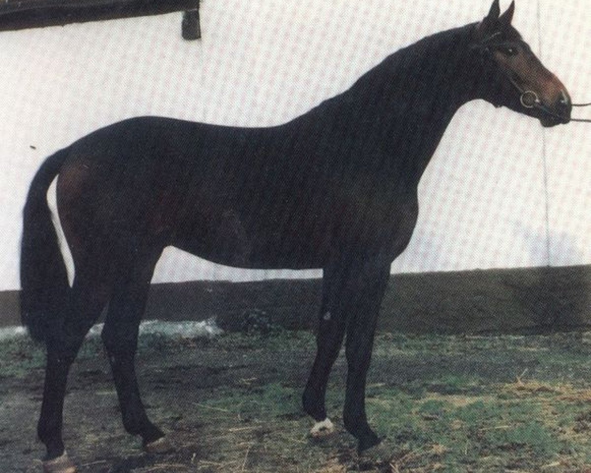 Deckhengst Entertainer (Hannoveraner, 1987, von Eklatant)