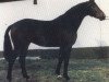 stallion Entertainer (Hanoverian, 1987, from Eklatant)