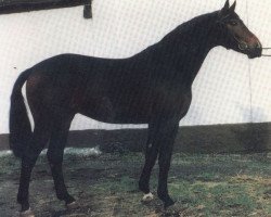 stallion Entertainer (Hanoverian, 1987, from Eklatant)