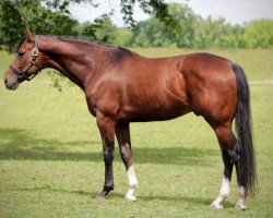 stallion Mixmaster xx (Thoroughbred, 2006, from Medaglia d'Oro xx)