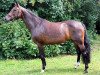 broodmare Shakira (Westphalian, 2002, from Sandro Hit)